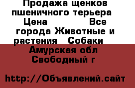 Продажа щенков пшеничного терьера › Цена ­ 30 000 - Все города Животные и растения » Собаки   . Амурская обл.,Свободный г.